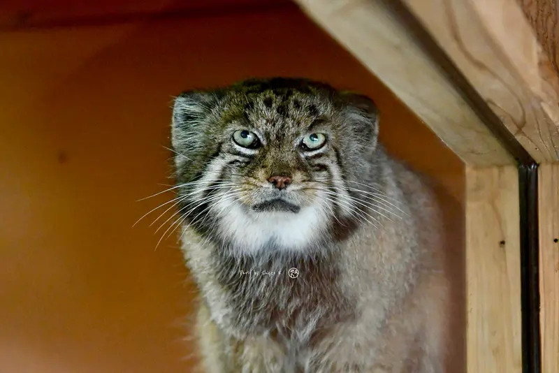 埼玉県こども動物自然公園のセバスチャンの写真