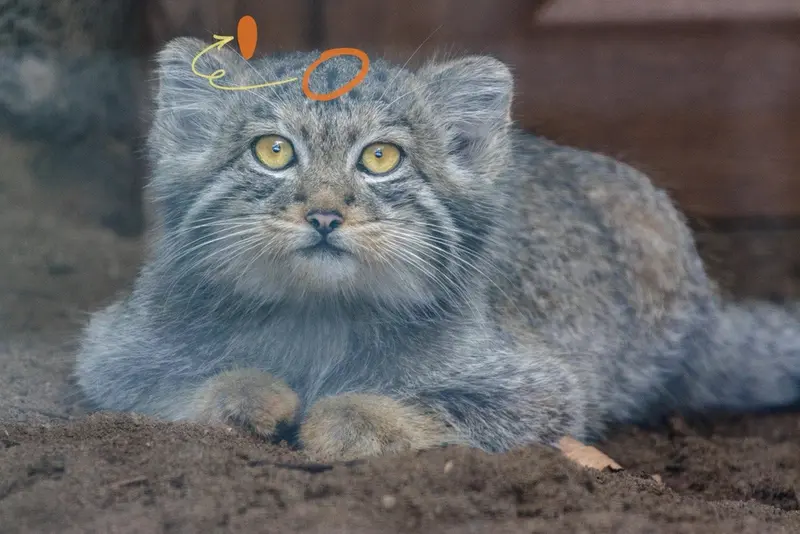 レニングラード動物園のアクサの写真