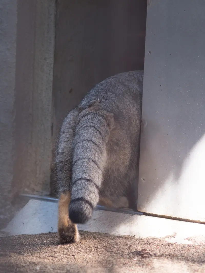 野毛山動物園のフィーガの写真