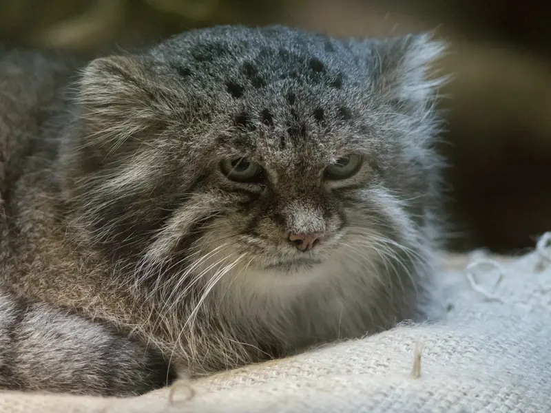 恩賜上野動物園のクリョンの写真