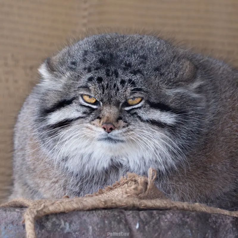 マヌルネコの写真