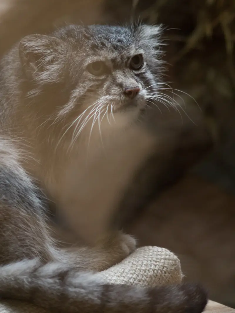 恩賜上野動物園のクリョンの写真