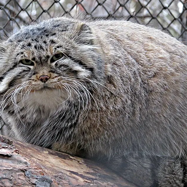 ノヴォシビルスク動物園のゼレノゴルスクの写真