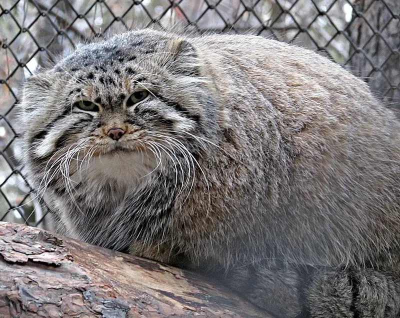 ノヴォシビルスク動物園のゼレノゴルスクの写真