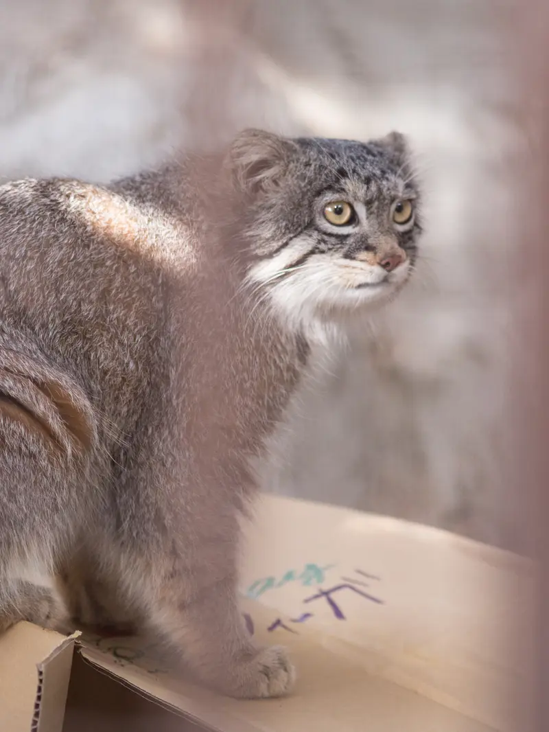 野毛山動物園のフィーガの写真