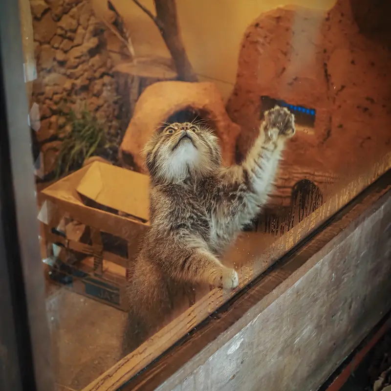 埼玉県こども動物自然公園のロータスの写真