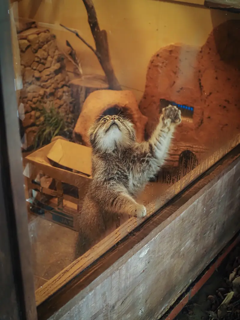 埼玉県こども動物自然公園のロータスの写真