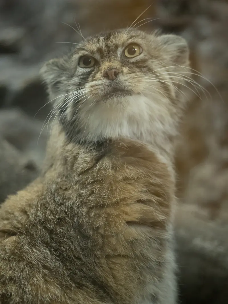 恩賜上野動物園のプリームラの写真