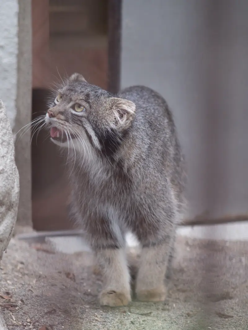 野毛山動物園のフィーガの写真