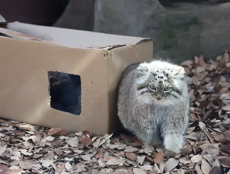 埼玉県こども動物自然公園のオリーヴァの写真