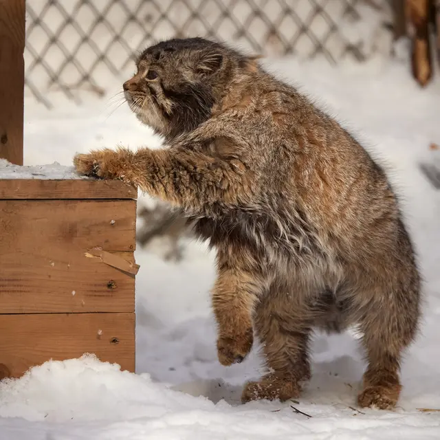 ノヴォシビルスク動物園のカラガンダの写真
