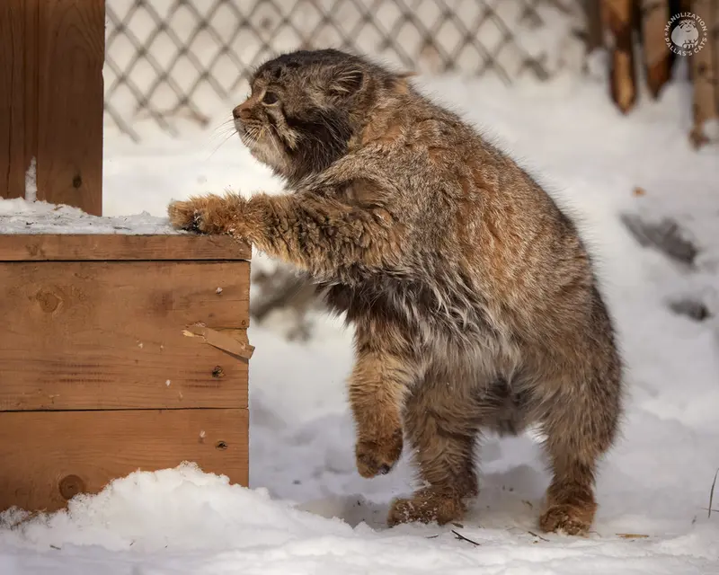 ノヴォシビルスク動物園のカラガンダの写真