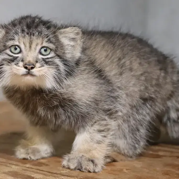 神戸どうぶつ王国のマヌルネコのコモレビ