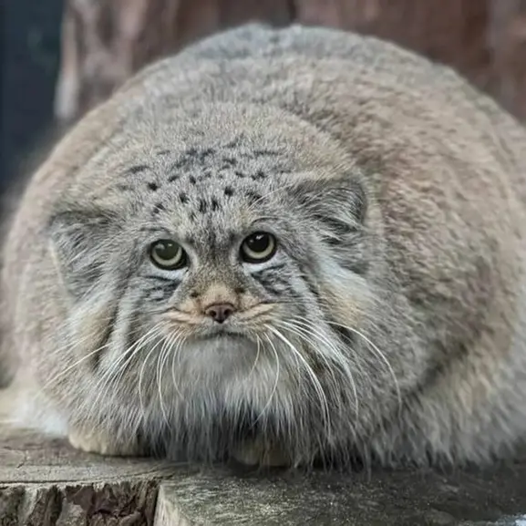 レニングラード動物園のシューの写真