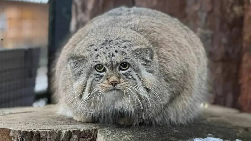 レニングラード動物園のシューの写真