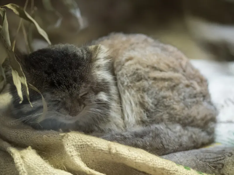 恩賜上野動物園のクリョンの写真