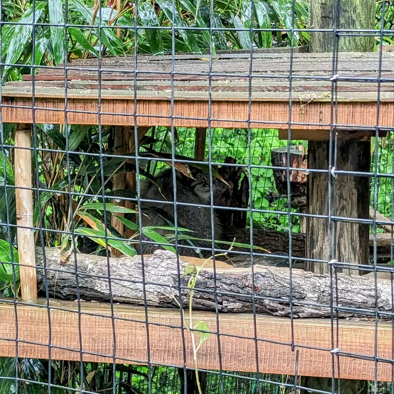 スミソニアン国立動物園のアカルの写真