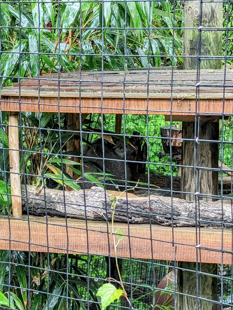 スミソニアン国立動物園のアカルの写真