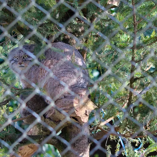 ヘラブルン動物園のプルシの写真