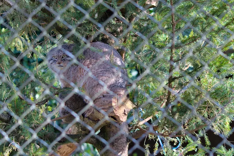 ヘラブルン動物園のプルシの写真