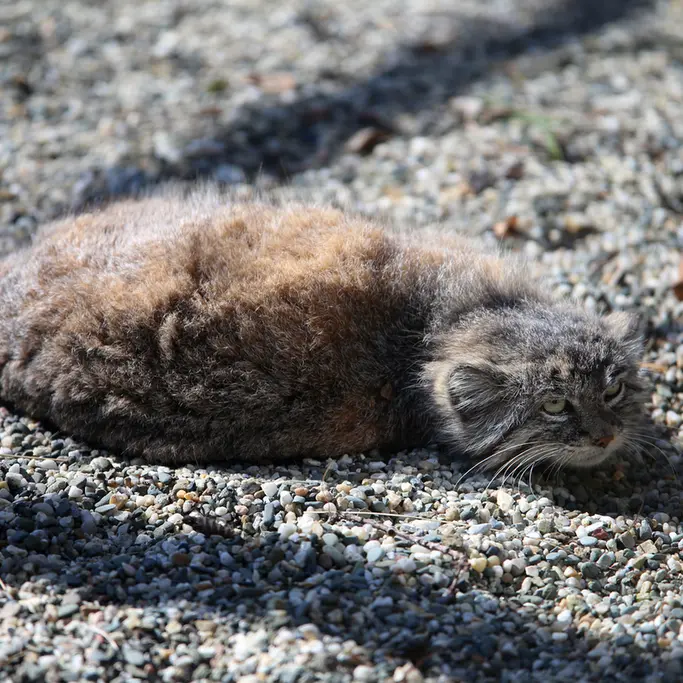 オストラヴァ動物園のモイラの写真