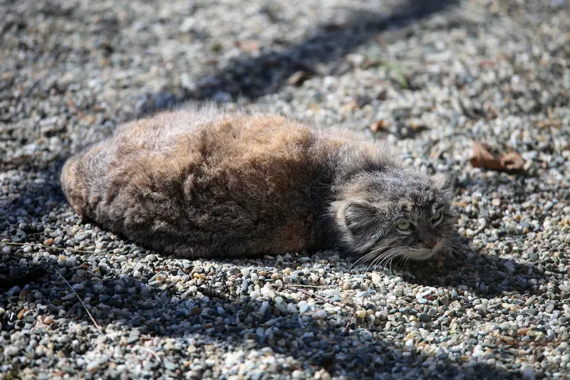 オストラヴァ動物園のモイラの写真