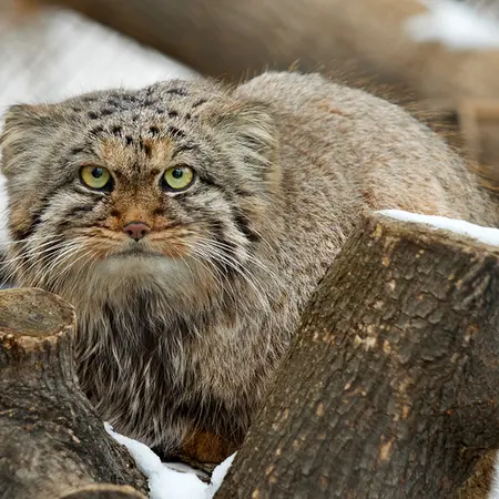 ノヴォシビルスク動物園のアールの写真