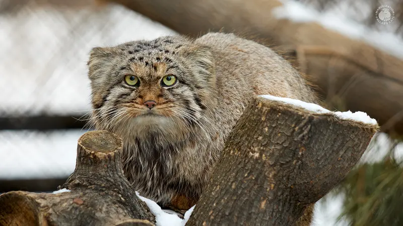 ノヴォシビルスク動物園のアールの写真