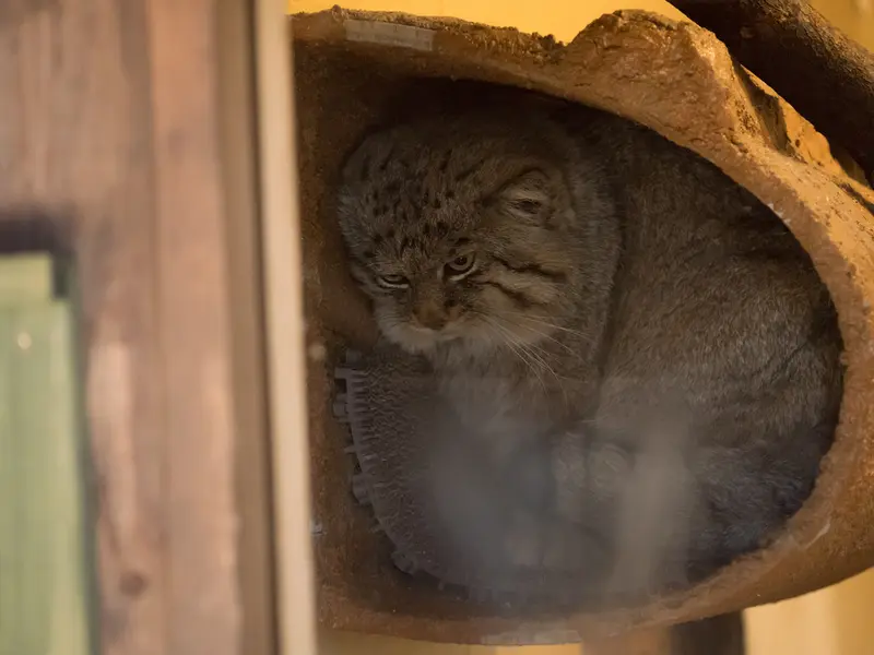 埼玉県こども動物自然公園のロータスの写真
