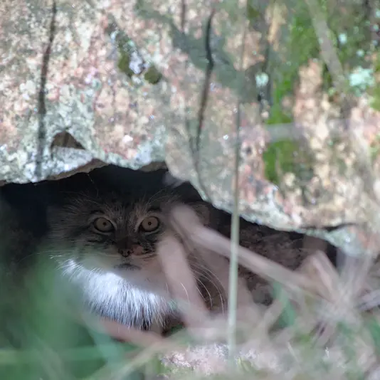 ヘラブルン動物園のスタブシの写真