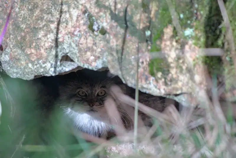 ヘラブルン動物園のスタブシの写真