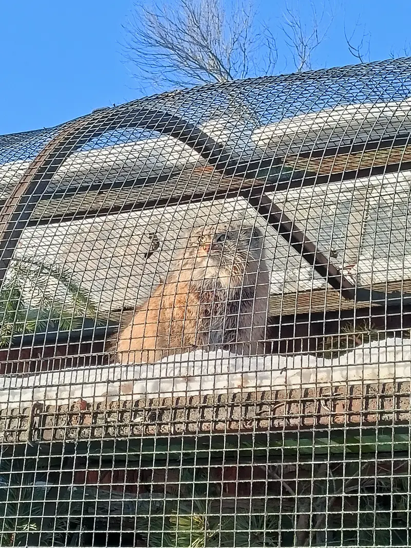 レニングラード動物園のシューの写真