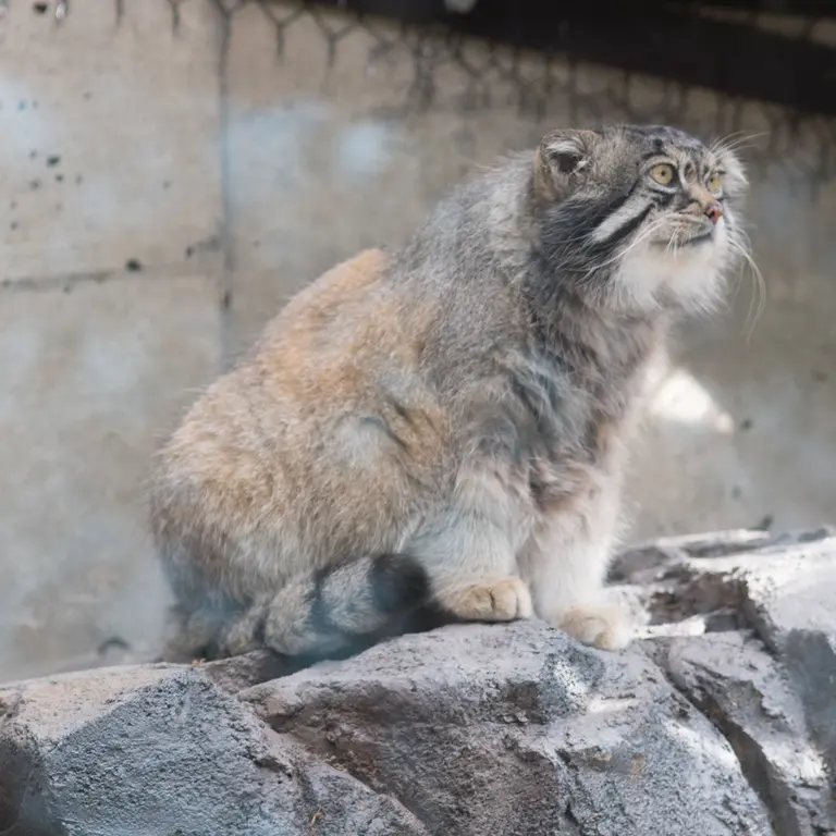 旭山動物園のグルーシャの写真