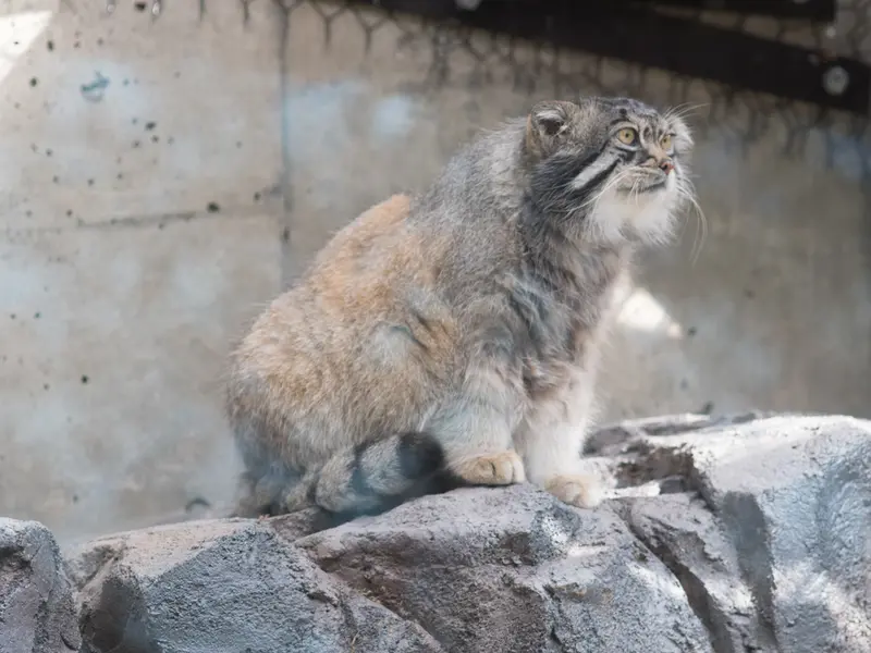 旭山動物園のグルーシャの写真