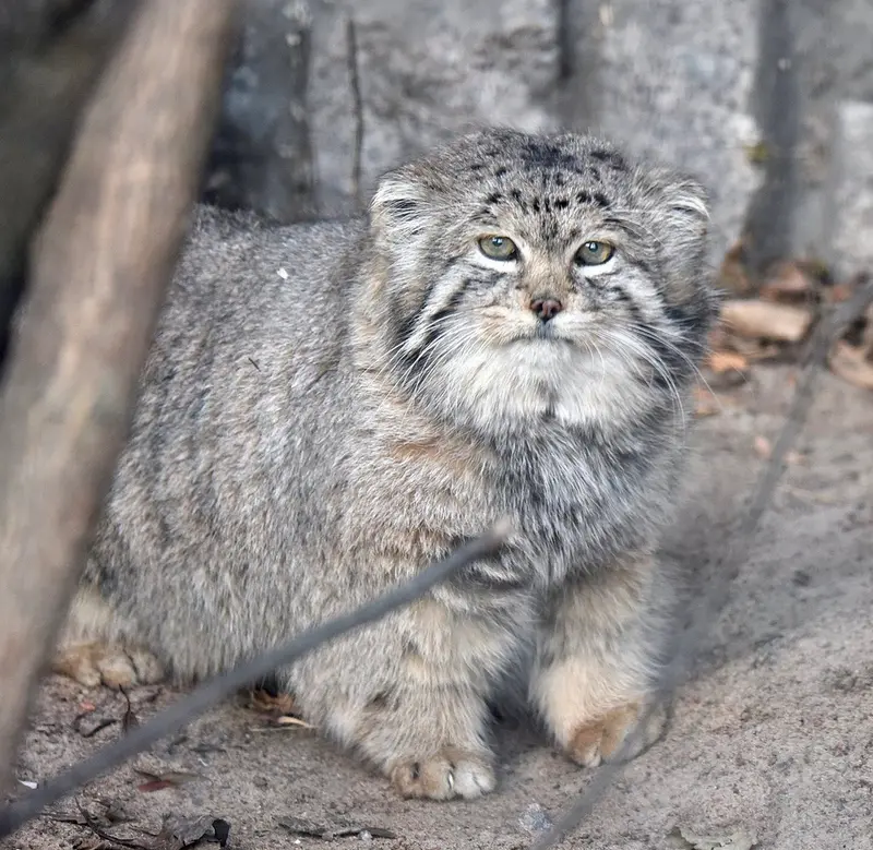 レニングラード動物園のハンの写真
