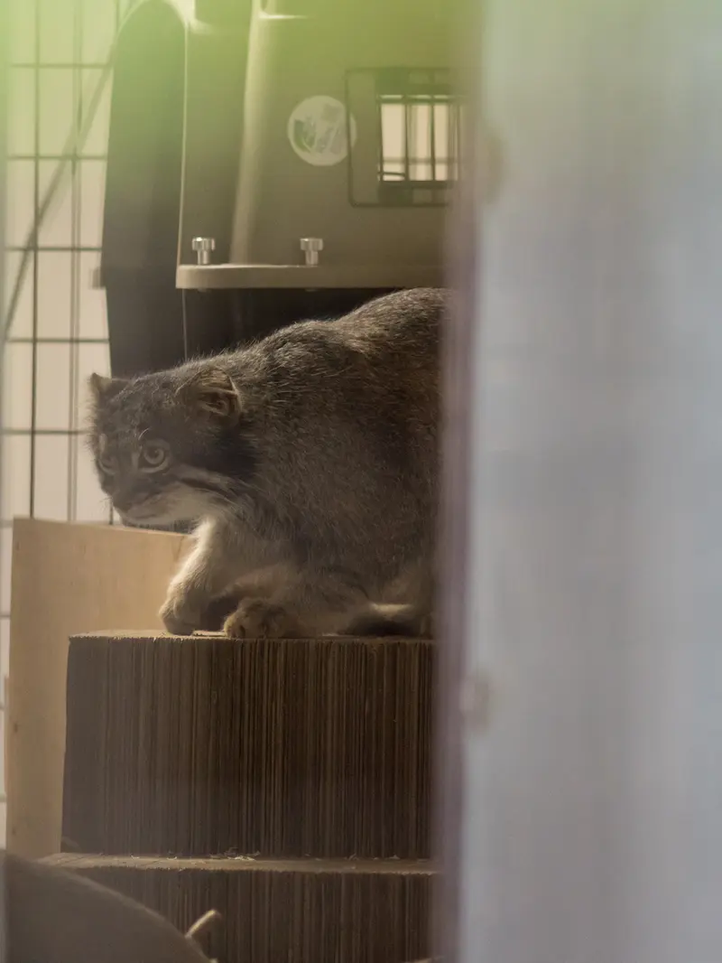 野毛山動物園のフィーガの写真