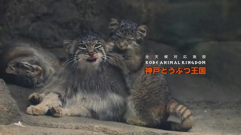 神戸どうぶつ王国のアズ、オト、テル、メイとナゴムの動画