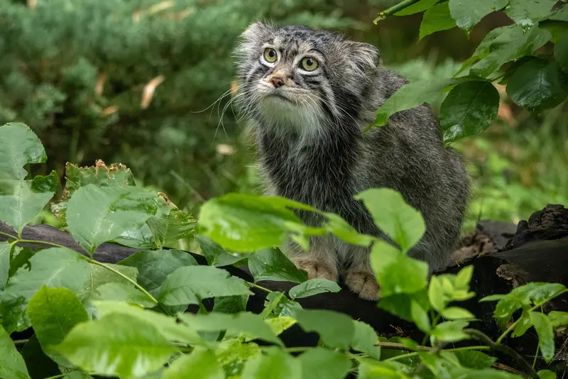 モスクワ動物園のティモフェイの写真
