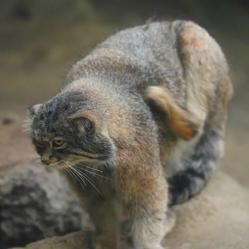 神戸どうぶつ王国のナルの写真