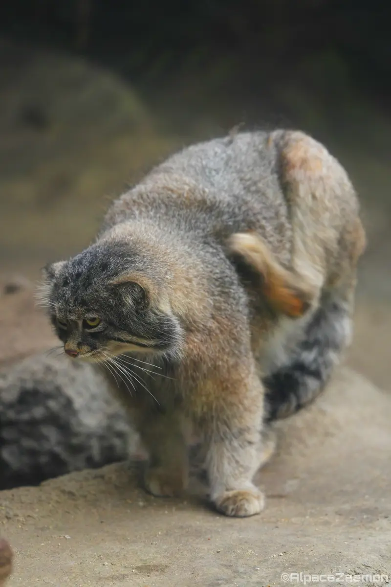 神戸どうぶつ王国のナルの写真