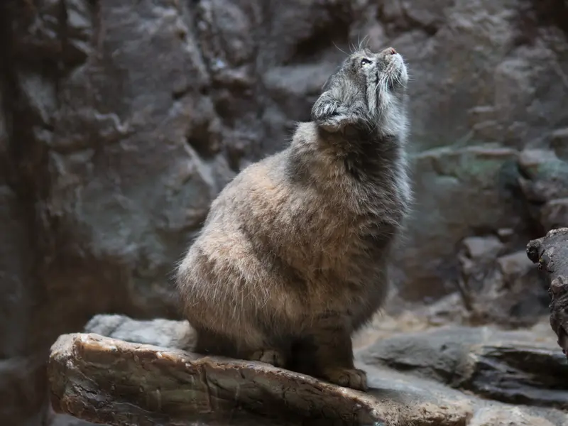 恩賜上野動物園のプリームラの写真