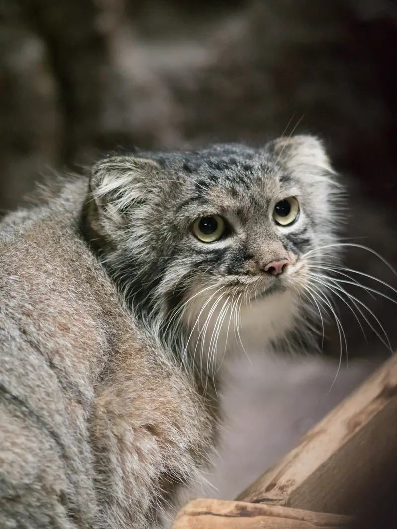 恩賜上野動物園のサフランの写真