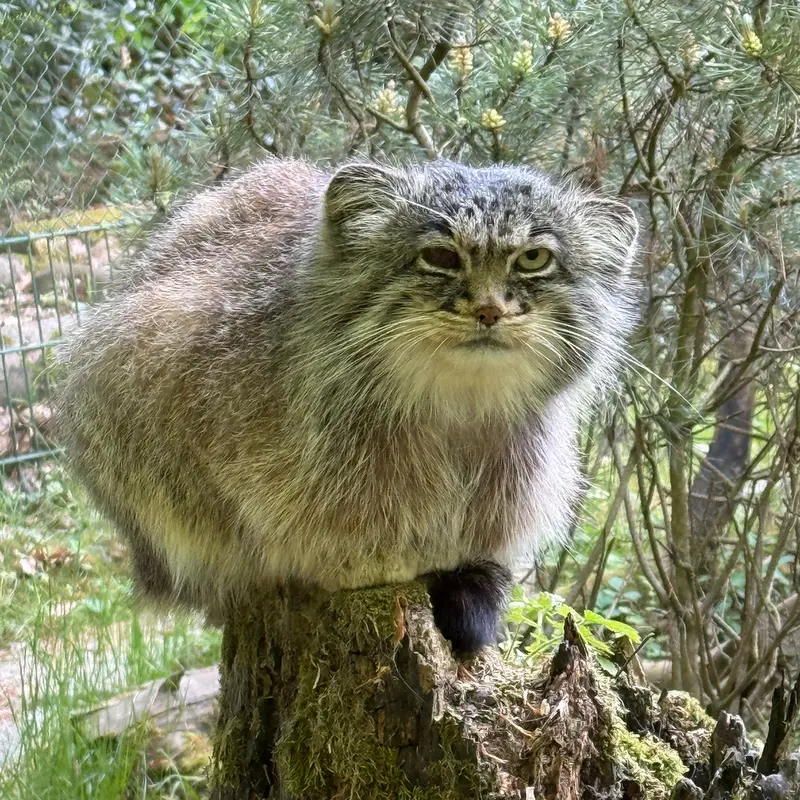 オペル動物園のバトゥの写真
