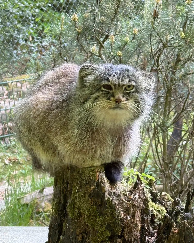オペル動物園のバトゥの写真