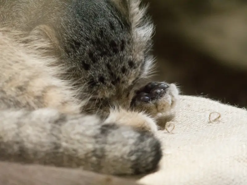 恩賜上野動物園のクリョンの写真