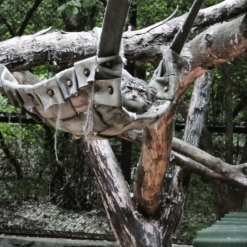 ノヴォシビルスク動物園のミアの写真