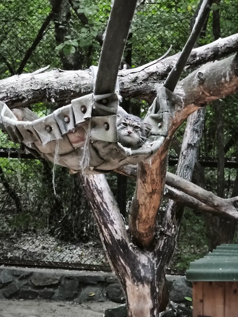ノヴォシビルスク動物園のミアの写真