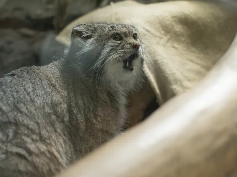 恩賜上野動物園のクリョンの写真