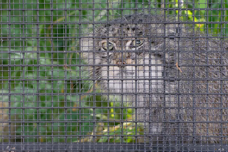 ブルノ動物園のムズタウの写真
