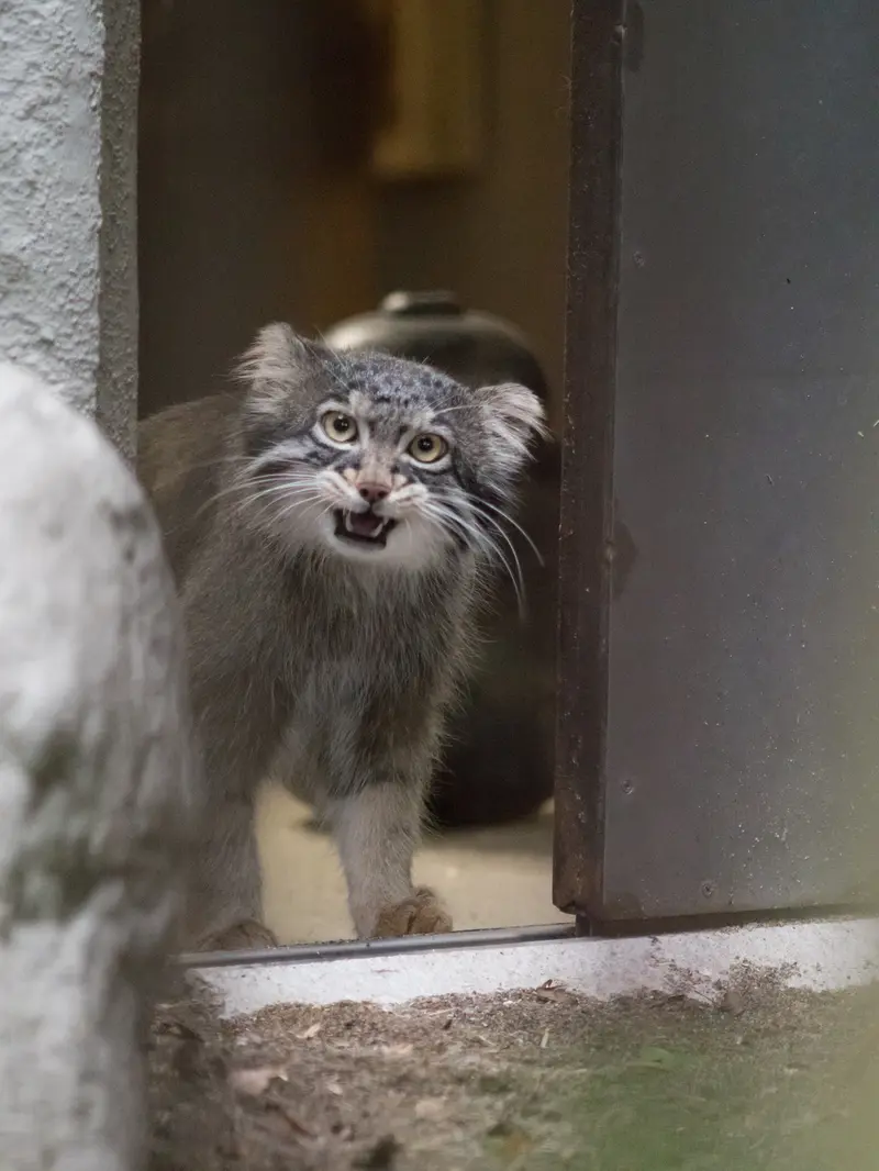 野毛山動物園のフィーガの写真